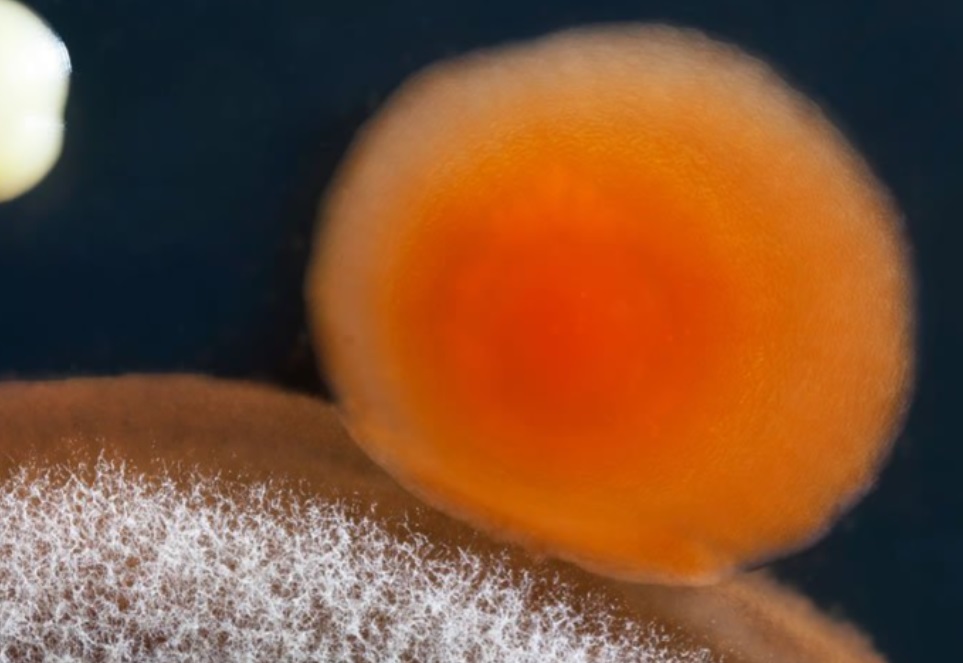 Orange Mold in Shower 