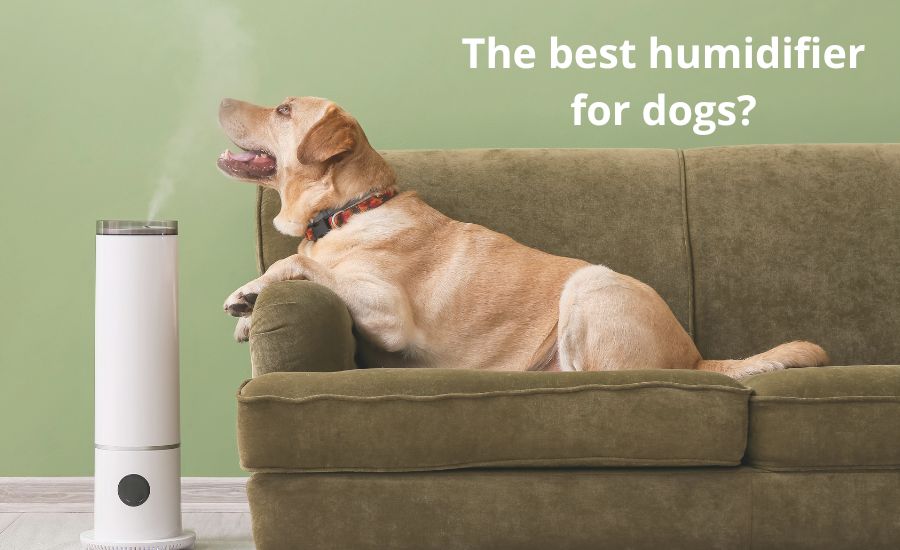 Top 5 best humidifier for dogs: super helpful buying guide