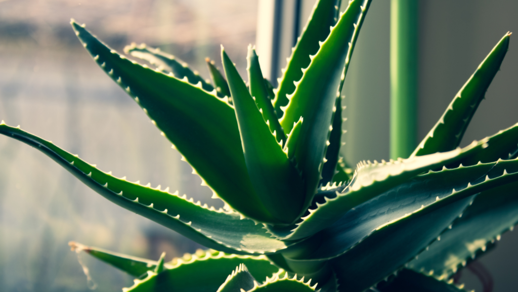 do succulents clean the air